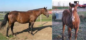SilkyandFoal.jpg